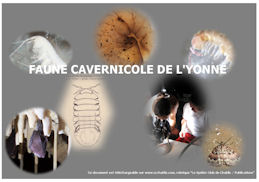 faune cavernicole